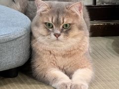 -逗柴咖啡屋·狗咖猫咖宠物桌游