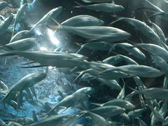 -上海海洋水族馆