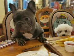 -more than meow吴止猫主题餐厅(承德 中船汇店)