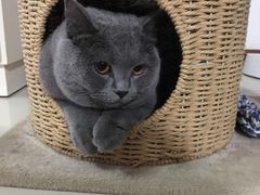 -瑞派宠物医院·内科·软组织·绝育中心(沈阳八纬路分院)