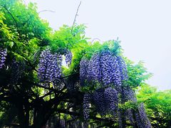 -嘉定紫藤园