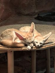 -Zoolung Zoolung动物主题公园(海信广场店)