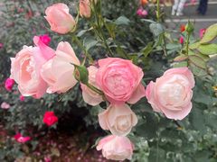 -人民公园(罗湖区)