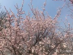 -武清南湖绿博园