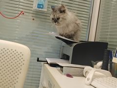 -悦宠凯宝动物医院·牙科·皮肤科(朝阳北路店)