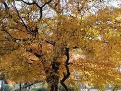 -中山公园(石岐街道)