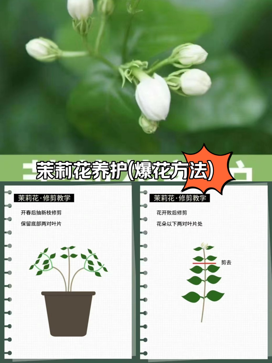 茉莉花养殖技巧图片