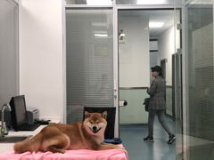 -美美宠物诊疗中心·异宠·骨科(滨江东信分院)