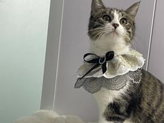 -爱洗澡的猫(望京店)