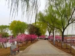 -石家庄市植物园