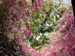 -深圳国际园林花卉博览园