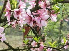 -唐崖土司城遗址