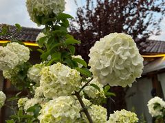 -Jo's Garden