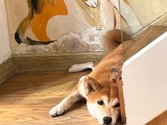 -是阿柴呀！柴犬咖啡·爱喵喵猫咖