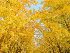 -三里屯东五街银杏大道