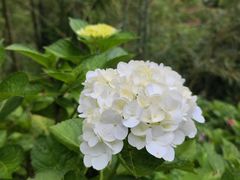 -鼓岭旅游度假区