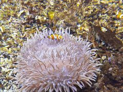 -沙沙哗啦海洋馆(华宇百花谷店)