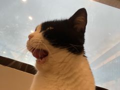 -有喵·猫咖·狗咖·30几只猫10只小狗(岗厦店)