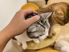 -有喵·猫咖·狗咖·30几只猫10只小狗(岗厦店)