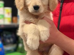 -翊宠yipet猫狗购宠庄园犬舍•猫舍