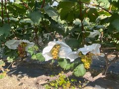 -马陆小张葡萄园农家乐