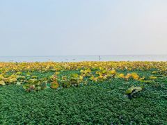 -七的湖·晚芳亭·阳澄湖农家菜·大闸蟹(莲花岛店)