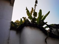 -上海醉白池公园