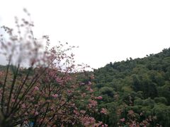 -宁波浙东大竹海景区