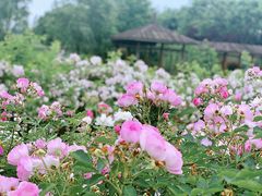 -尚贤河湿地