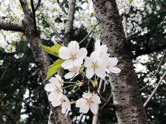 -武汉大学-樱园