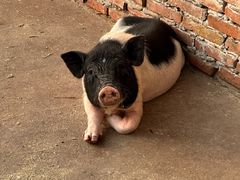 -金稼园·金平湖农家菜