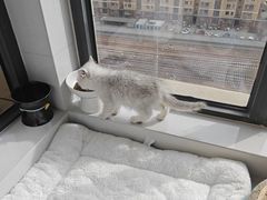 -pd派德宠物中心医院24H急重症·眼科中心·血液透析中心(嵩山北路店)