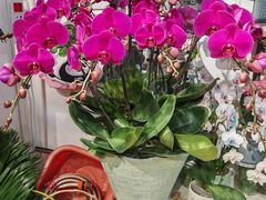 -FEI FEI FLOWER鲜花店·气球派对·宝宝宴布置(虹口德必运动Loft店)