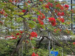 -九龙公园