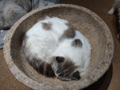 -more than meow吴止猫主题餐厅(承德 中船汇店)