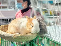 -哈尔滨道外花鸟鱼市场