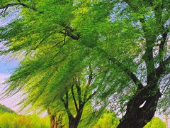 -上海月湖雕塑公园