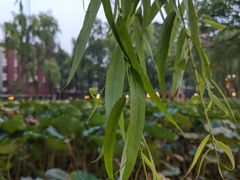-四川大学(望江校区)