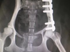 -惠康宠物医院(华能路店)