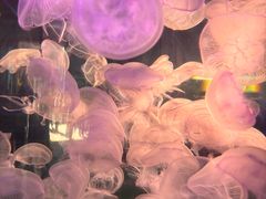 -横店影视城梦幻谷园区