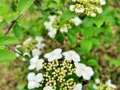 -新虹桥中心花园