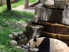 -中国大熊猫保护研究中心雅安碧峰峡基地