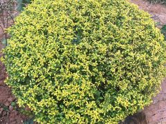-东莞植物园