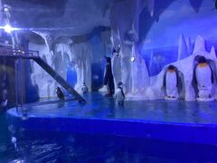 -多彩贵州城极地海洋世界