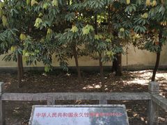 -上海佘山国家森林公园天马山园