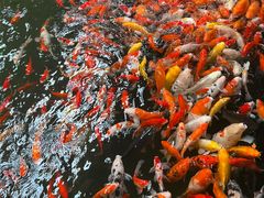 -南宫五洲植物乐园