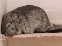 -龙猫仔乐园(惠福东路店)