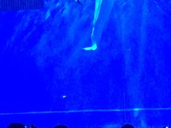 -芜湖新华联大白鲸海洋公园