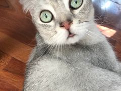 一脸懵逼的喵星人-猫小院猫主题咖啡厅(北锣店)