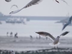 景点-栈桥景区
